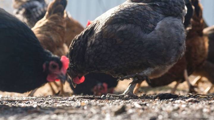 Bird flu surges among poultry amid a scaled back federal response : Shots