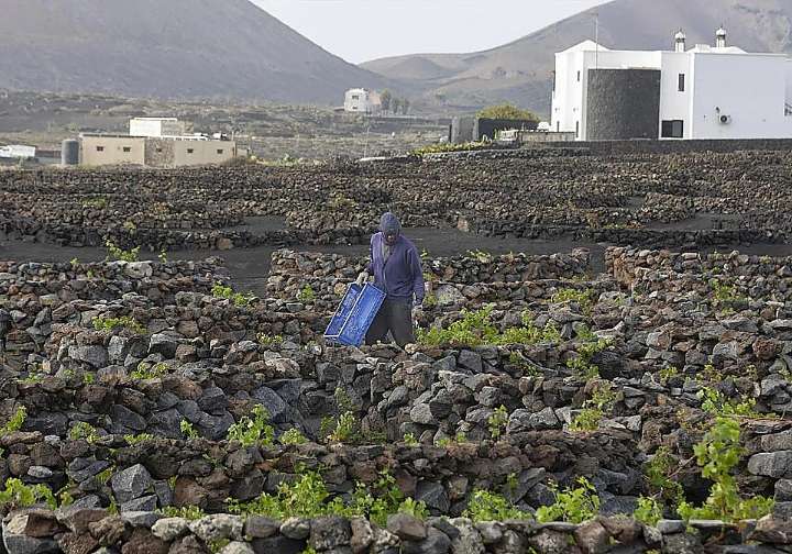 Las indemnizaciones al viñedo superan los 416.000 euros