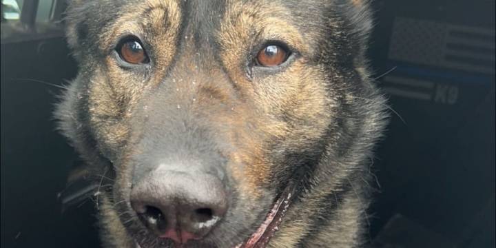 State police K9 locates missing child with mental disability