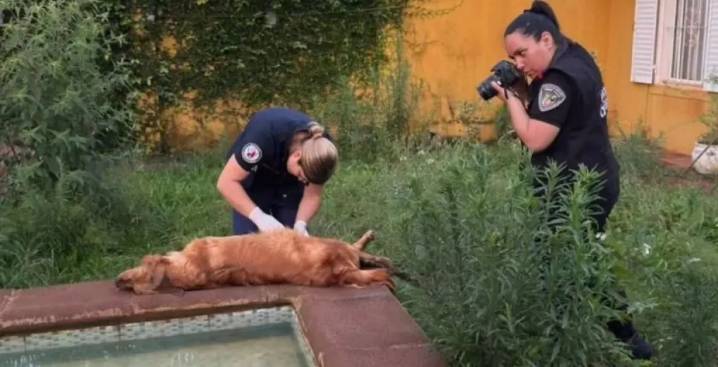 Oleada de crueldad animal en Misiones: casos reiterados que exigen respuestas urgentes