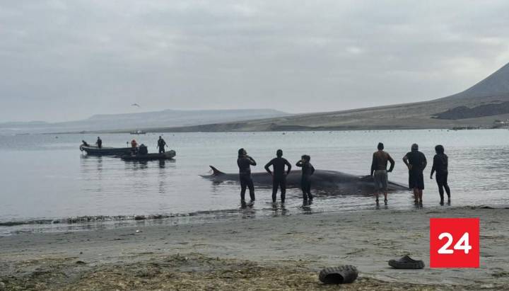 No pudo ser devuelta al mar: muere ballena varada en Isla Santa María de Antofagasta