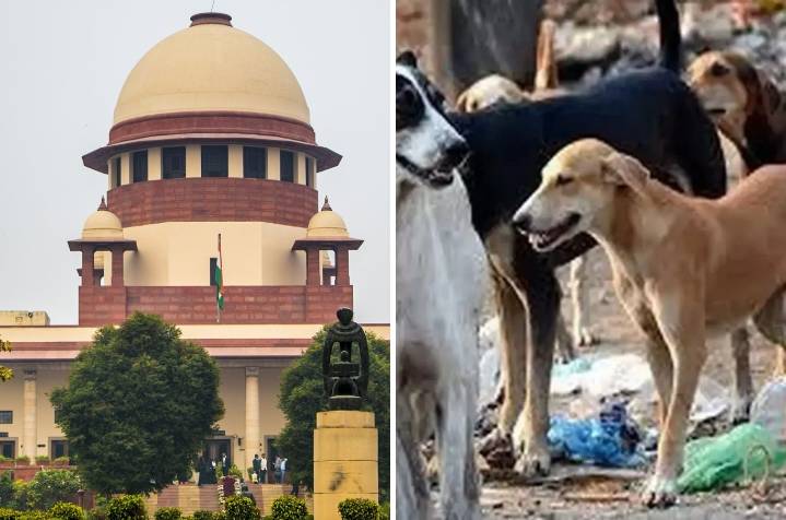Supreme Court Orders Removal Of Stray Dogs And Cattle From Public Spaces, Rail Stations And Highways