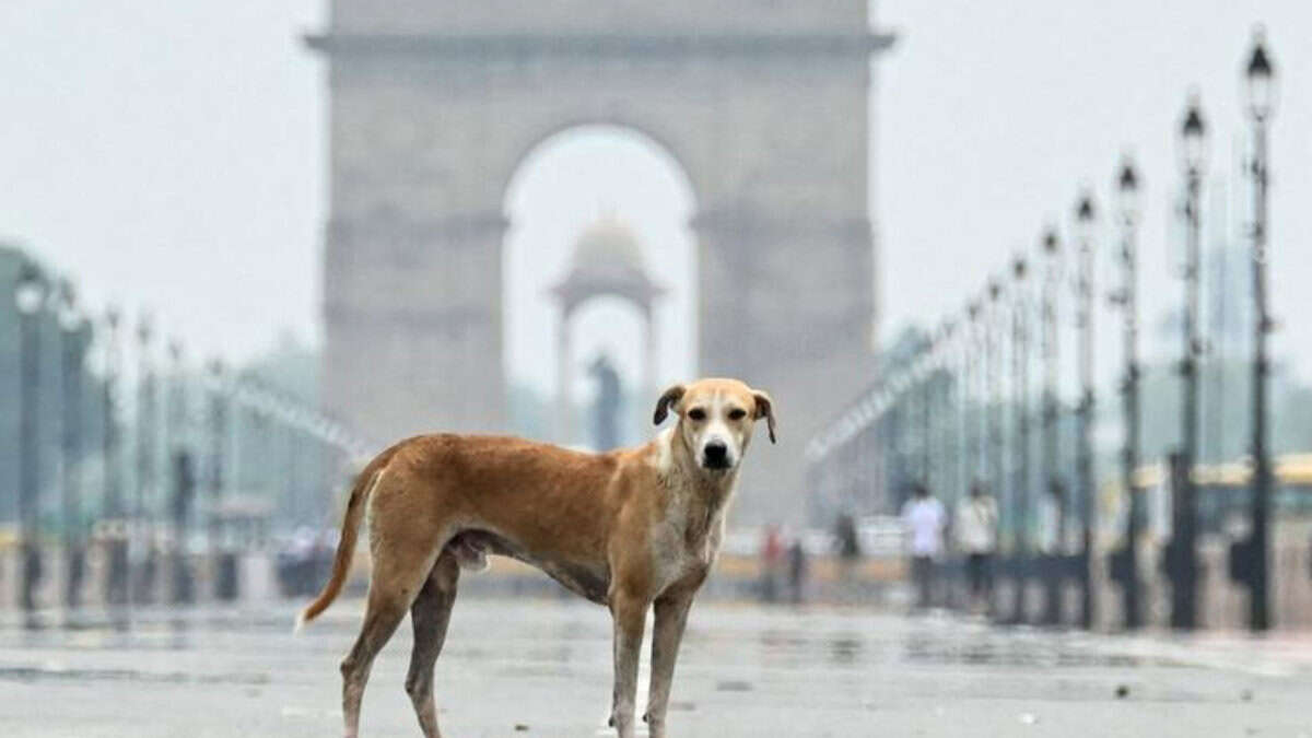 SC orders removal of stray dogs from schools, hospitals, highways