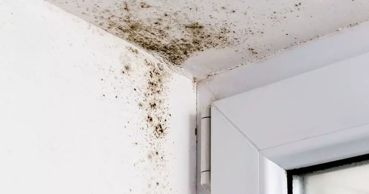 La planta de interior que absorbe la humedad de las paredes de tu casa en pocas horas