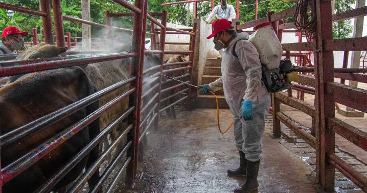 Crisis del gusano barrenador presiona a ganaderos mexicanos que anhelan reapertura de EU