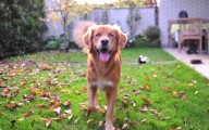 Golden Retriever’s Surprising Feature Stuns Internet