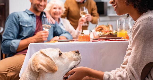 Cozy Up to Peace of Mind: 4 Tips to Avoid Common Pet Hazards This Thanksgiving