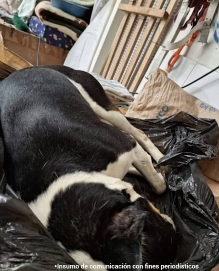 Fiscalía judicializa a veterinario que le habría ocasionado la muerte a un perro con descargas eléctricas