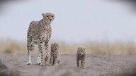 Indian-born cheetah gives birth to five cubs at Kuno National Park