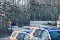 How German Shepherd Takes Siblings to School Bus Since 2023 Goes Viral 