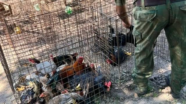 CORRIENTES: Hallaron Un “Ring De Pelea” E Incautaron 16 Gallos De Riña Y Espuelas