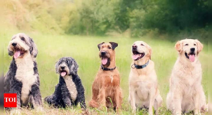 Dogs were travelling the world with humans over 10,000 years ago, with surprisingly diverse forms