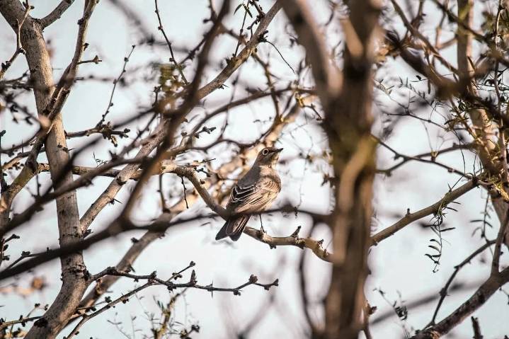 El clarín norteño canta por primera vez en Juárez