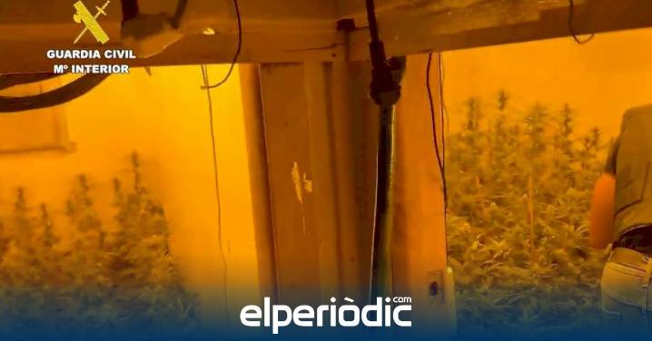 Desmantelado un narcochalé en Chiva con 600 plantas de marihuana y dos jóvenes detenidos