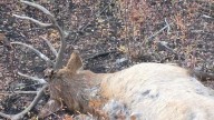 IDFG seeks info on bull elk killed and left to waste in Adams County