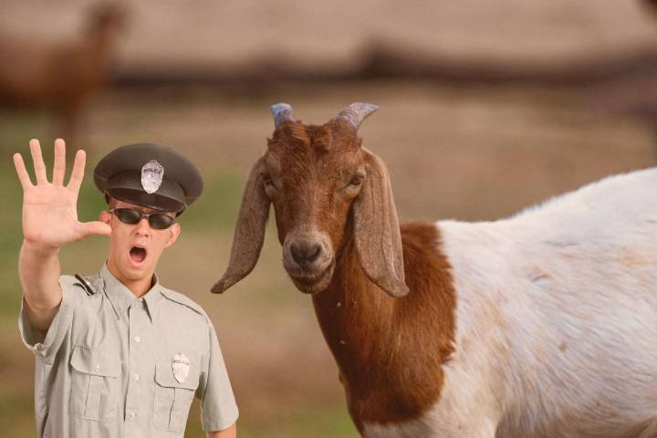 Texas Cop Hilariously Reads a Goat its Rights After Arrest