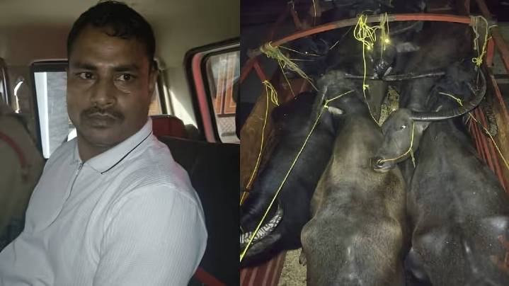 Kamrup Police Arrest Cattle Smuggling Mastermind Akram Ali in Late