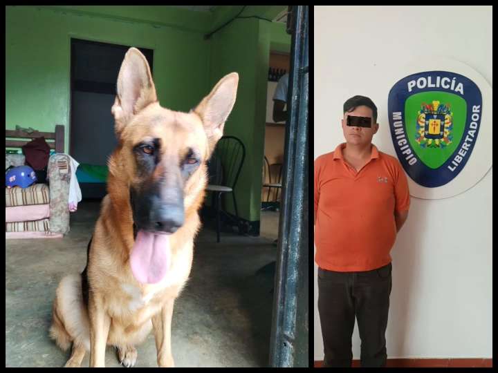 Zoofilia | Piden dos fiadores para el responsable de abuso sexual a perrita en Mérida