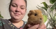 Pets At Home gave me pregnant guinea pig and told me to 'do what you need to' with baby