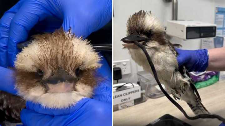 Kookaburra saved after choking on discarded shoelace in Sydney