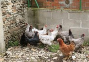 El Gobierno central llama a la calma con la gripe aviar