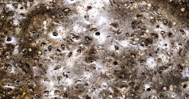 Arachnid super-web reveals the surprising 'constant party' life of cohabiting spiders |