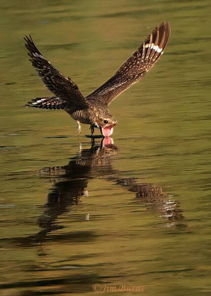 Scottsdale photographer earns spot on 2026 Arizona wildlife calendar
