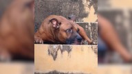 Pup Spends Weeks Alone On Louisiana Porch, Believing His Owner Will Return, And Then Everything Changes