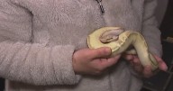 Rhode Island woman finds snake in apartment after previous tenant lost it months earlier