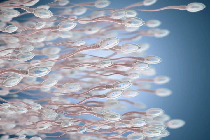 Sperm's evolutionary origins go back before multicellular animals