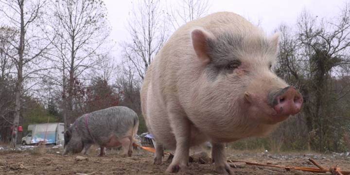 ‘I always loved pigs’: woman dedicates life to mini pig sanctuary