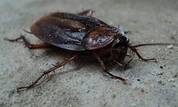 Over 100 roaches found inside this popular Orlando restaurant