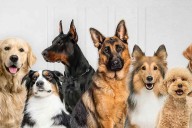 La primera píldora antienvejecimiento para perros entra en su recta final