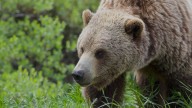 Teachers fight off grizzly bear attacking schoolchildren