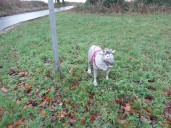 Abandoned dog turns out to be discarded toy