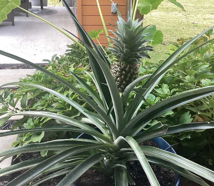 IN THE GARDEN: Harvesting pineapple and taking care of “pups”
