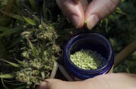 THC ban is ‘an extinction-level event’ for Texas hemp industry, economist says – Houston Public Media