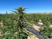 Colorado hemp, CBD industries at risk with government reopening