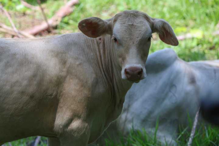 Casa Blanca lanza falsa narrativa antimigrantes al acusarlos de "traer su ganado enfermo"