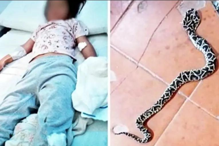 Niña de cuatro años fue mordida por una yarará en una escuela de Federal