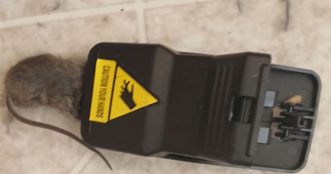 North Providence officials say infestation issues in housing complex being addressed