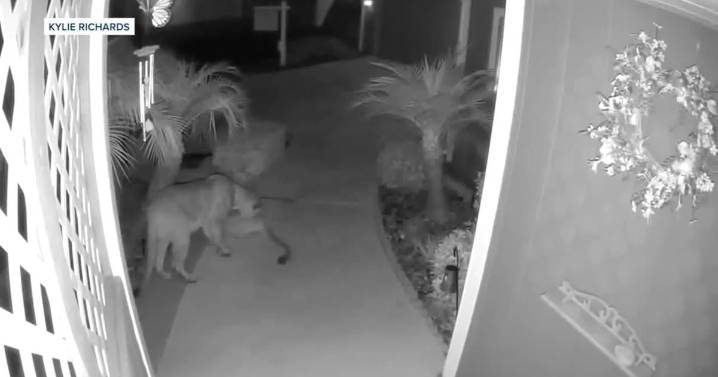 Two mountain lions caught on camera visiting senior community