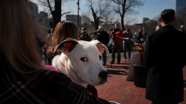 MSPCA-Angell appeals for help as pet food demand surges during SNAP hold