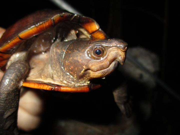 Yucatán resguarda a seis especies de tortugas en peligro de extinción