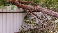 Can You Prune Your Neighbors' Overhanging Branches Or Shrubs?