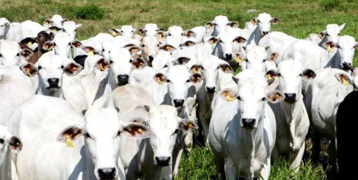 Se impondrán estrictas penalizaciones a los ganaderos que no cumplan con la campaña contra la aftosa