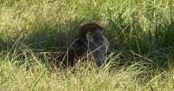 Mississippi mother kills escaped monkey fearing for her children's safety
