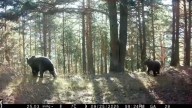 El oso mata tres ovejas de un rebaño en los montes de Hecho