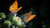 Arunachal Pradesh to host Namdapha Butterfly Festival from Nov 26 to 28