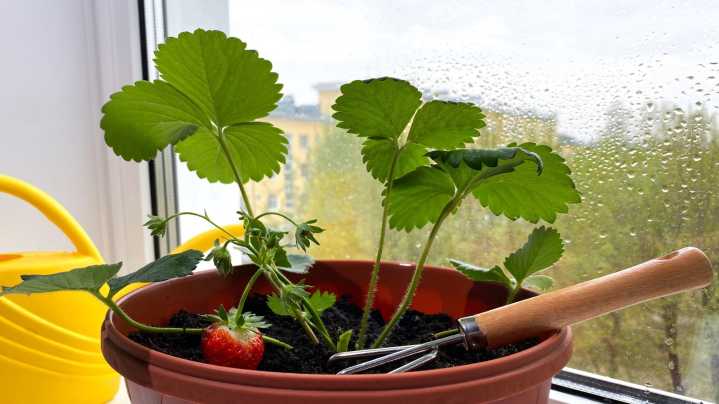 Yes, You Can Grow Strawberries Indoors